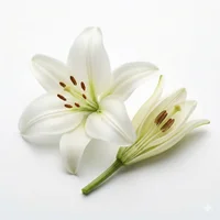 White Lily