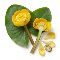 Yellow Water Lily