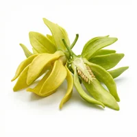Ylang-Ylang